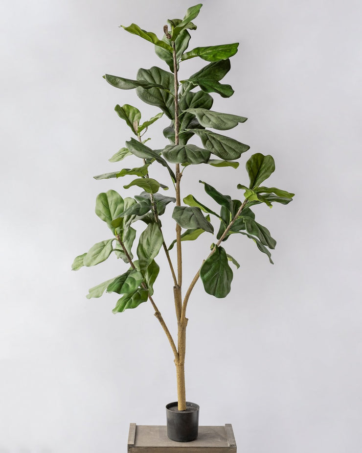 POTTED FIDDLE TREE 5'
