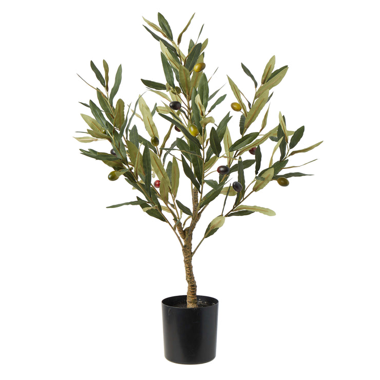 SMALL POTTED OLIVE TREE