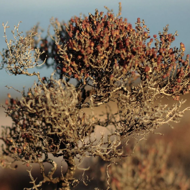 WORKS SALTBUSH BALM TUBE