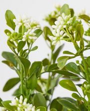 SEDUM LEAF BUSH WHITE GREEN