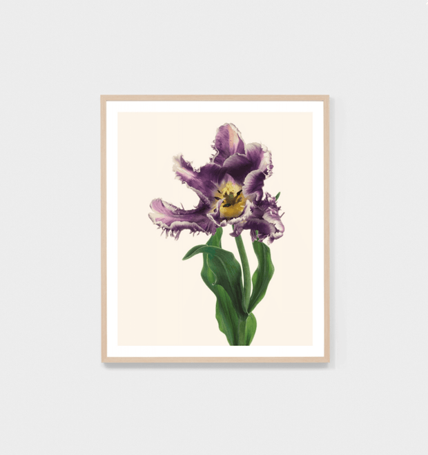 BLUME 2 - FRAMED PRINT