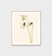 BLUME 4 - FRAMED PRINT