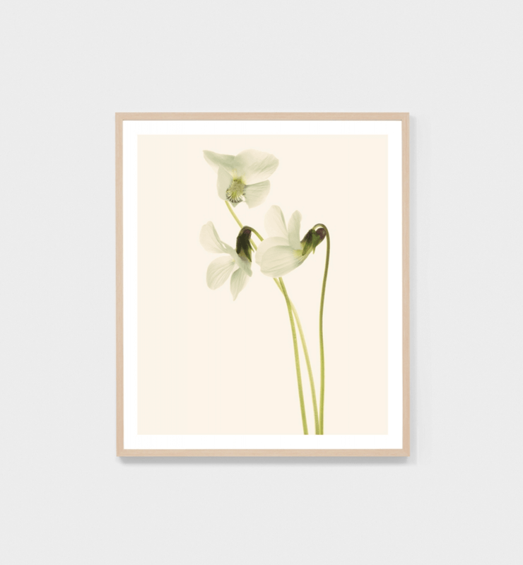 BLUME 4 - FRAMED PRINT