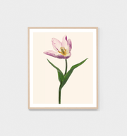 BLUME 5 - FRAMED PRINT