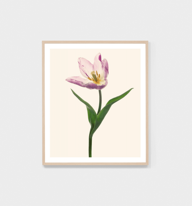 BLUME 5 - FRAMED PRINT