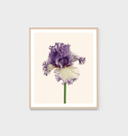 BLUME 6 - FRAMED PRINT