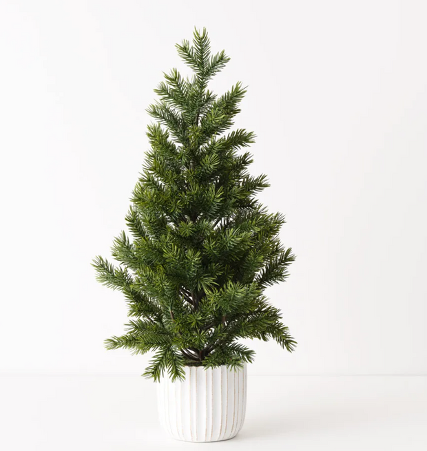 TREE NOBLE FIR IN POT