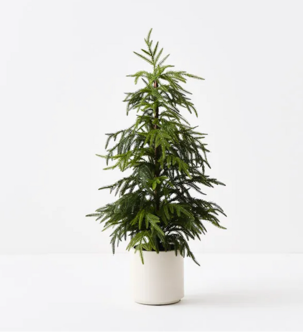 NORFOLK PINE TREE IN POT