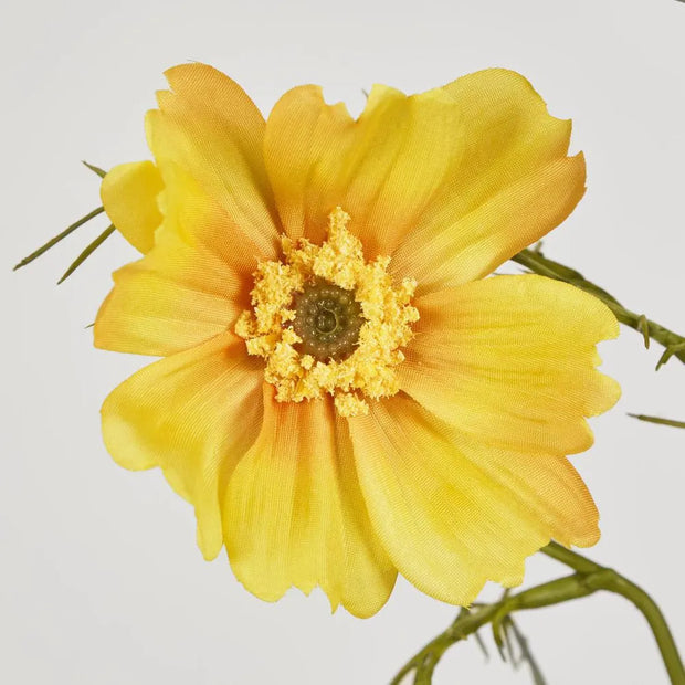 COSMOS SPRAY