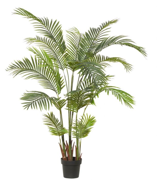 areca palm for sale melbourne ARECA PALM – The Banyan Tree Furniture & Homewares