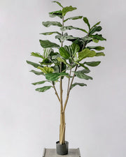 POTTED FIDDLE TREE 6'