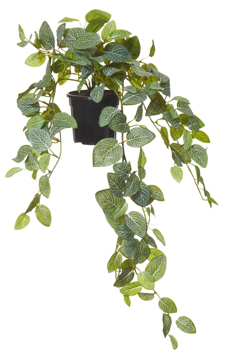 FITTONIA HANGING FAUX PLANT - The Banyan Tree Furniture & Homewares