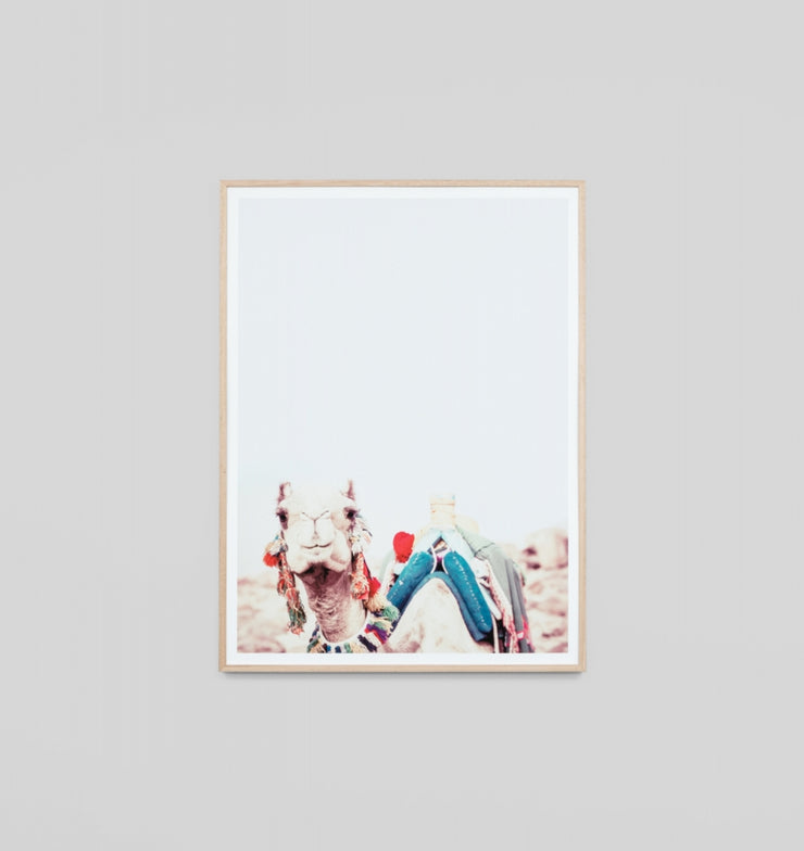 BEDOUIN CAMEL · FRAMED PRINT/CANVAS - The Banyan Tree Furniture & Homewares