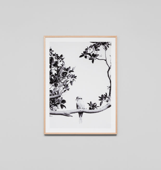 KOOKABURRA'S VIEW · FRAMED PRINT - The Banyan Tree Furniture & Homewares